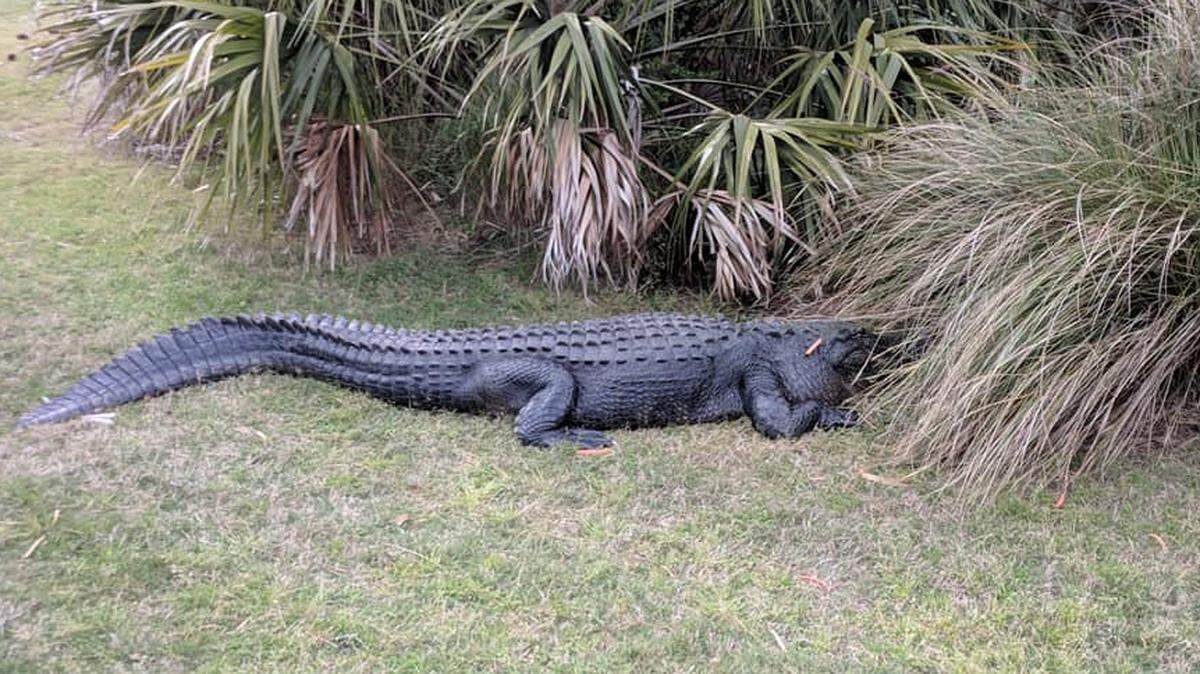 Fripp Island Activity Center reported that visitors harassed a large alligator by throwing carrots at the animal Friday, April 6, 2018.  Feeding alligators is against the law in South Carolina.