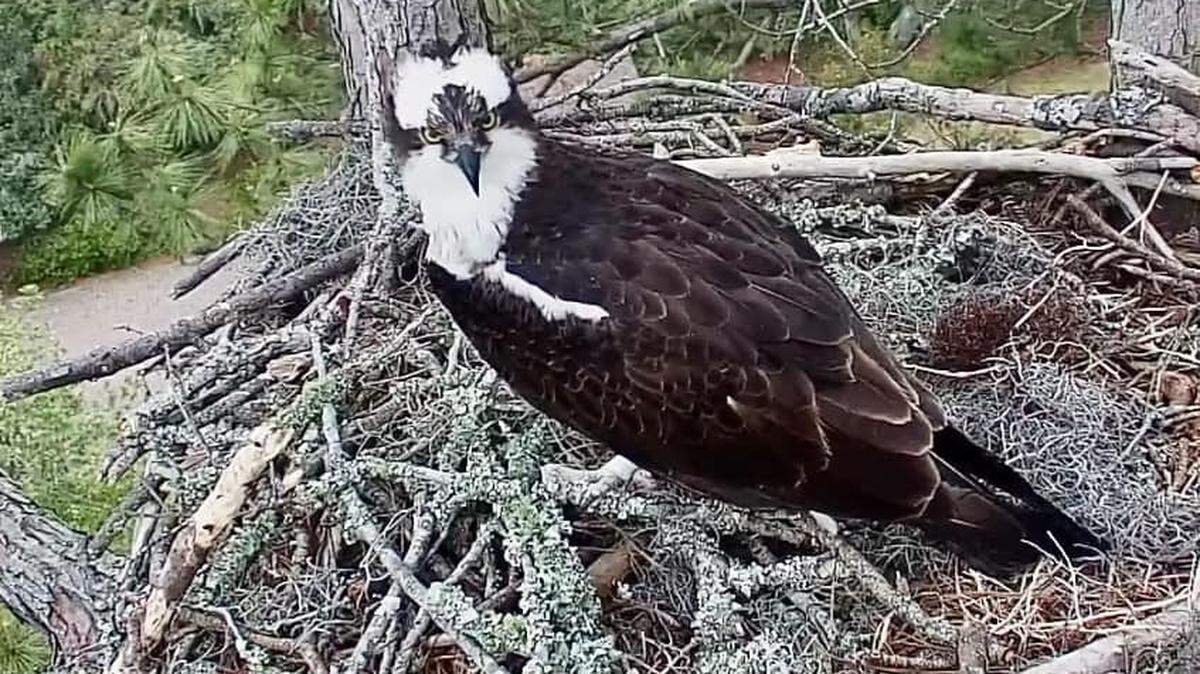 Two ospreys chose the Hilton Head Island Land Trust’s Raptor Cam Nest this year. In 2021, a pair of bald eagles chose the nest.