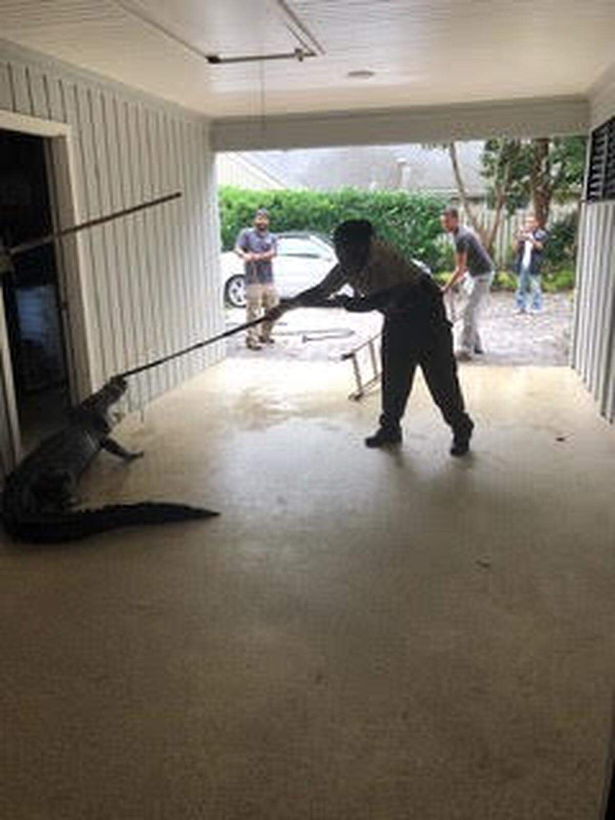 A security officer wrangles the alligator that walked into Barbara and Bob Baroni’s carport and broke into a workshop on their property on Thursday, Nov. 15, 2018, on Hilton Head Island, S.C.