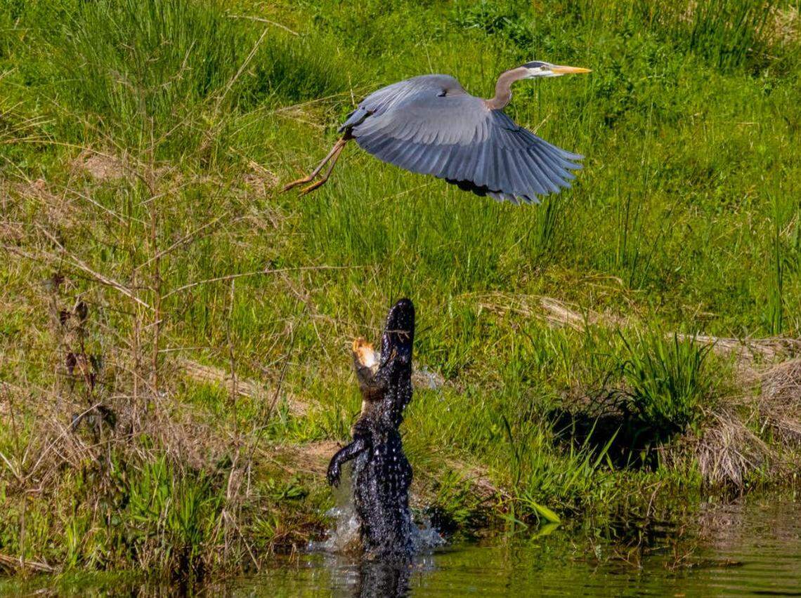 An alligator apparently trying to protect its eggs lashes out at a blue heron earlier this month at a lagoon near the fourth hole of the Hidden Cypress golf course in Sun City. Ron Stoor, a nearby resident, said he saw the alligator on the bank and got his camera ready to capture the action. With warmer weather of spring on the way, the S.C. Department of Natural Resources issued a warning to avoid swimming in lagoons and to keep pets away from the edge of the water.