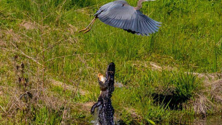 Fact check: Are alligators overpopulated in the Beaufort County, Hilton Head area?