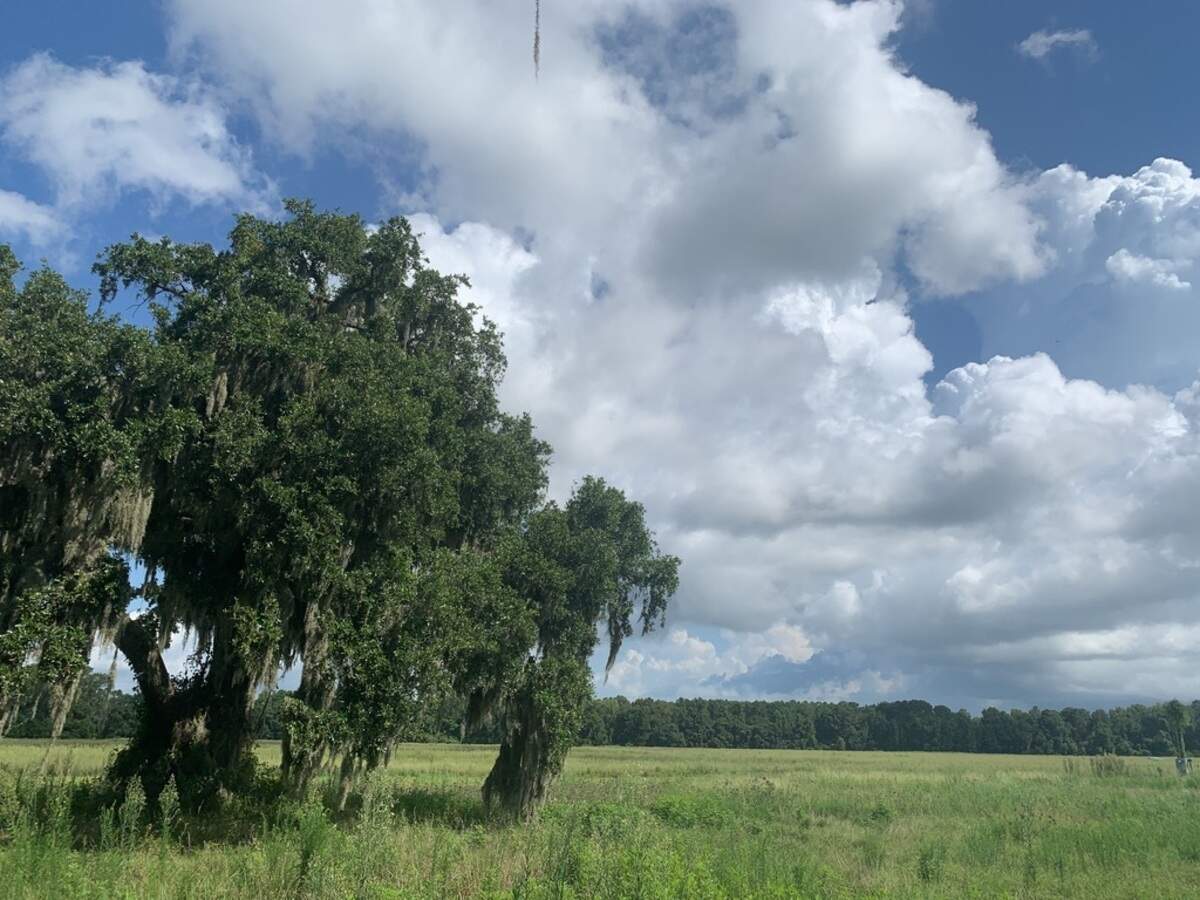 This 88 acres of Land on St. Helena Island has been purchased and protected. It was formerly known as Henry Farms North.