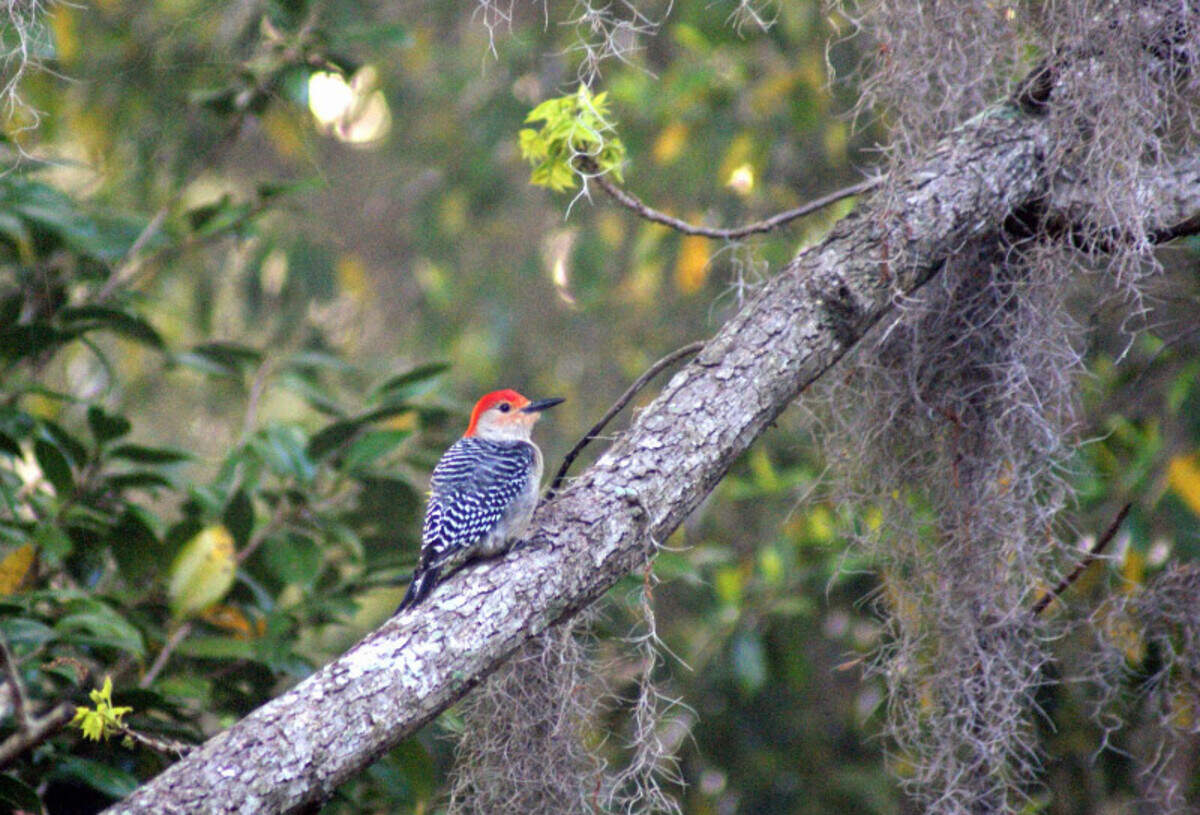 A young Red-bellied Woodpecker takes a rest on a tree branch.