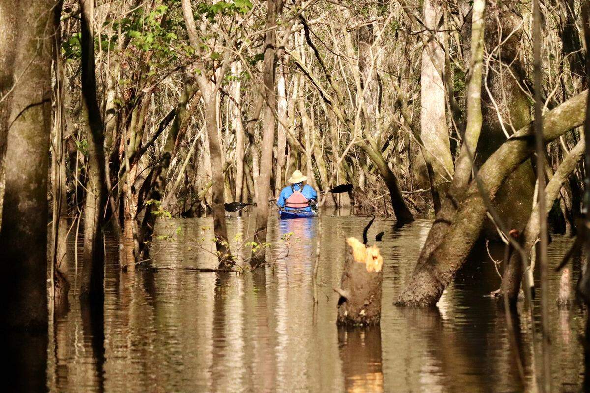 Tim Brown of Savannah paddles deep into a swampy cove of the Edisto River near Good Hope Landing.