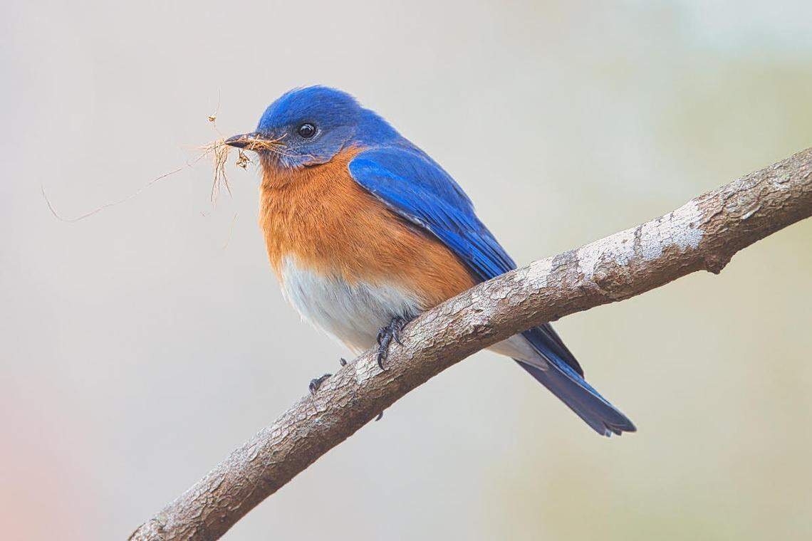 An Eastern Bluebird building a nest.&nbsp;