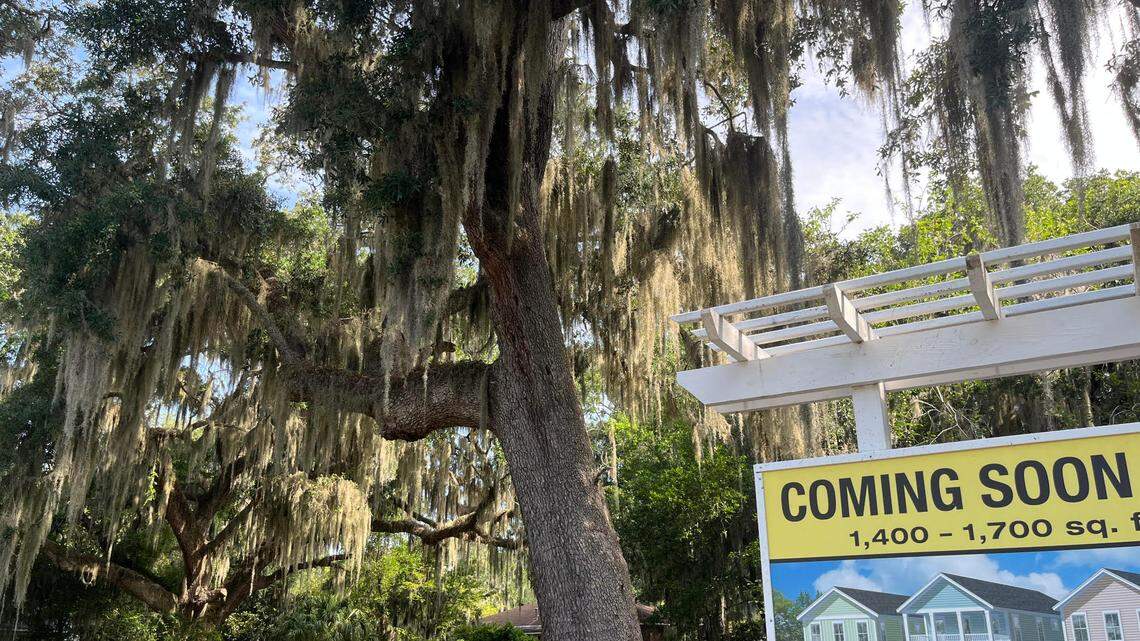 ‘They can’t be replaced’: Port Royal residents fight to save ‘landmark’ live oak trees