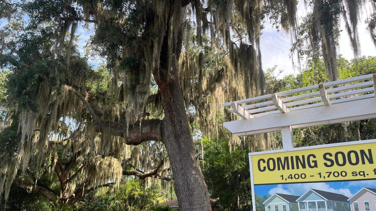Residents are asking the Town of Port Royal to stop the removal of two large live oak trees from a lot where the construction of five homes is planned.