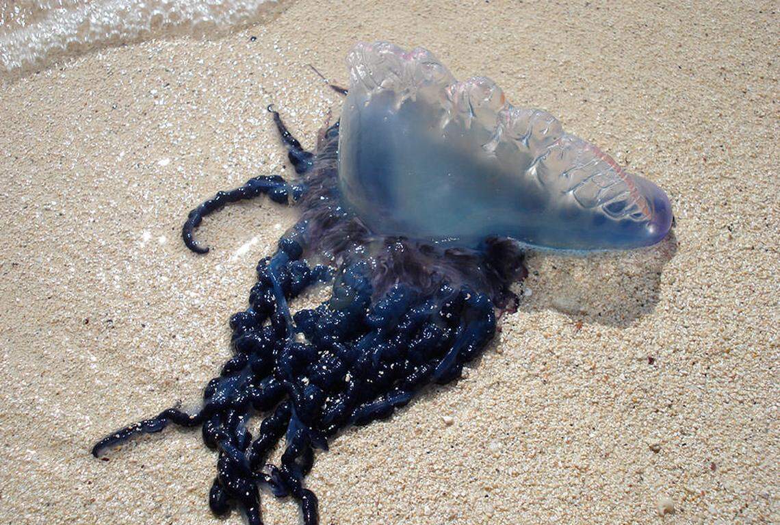 Portuguese Man of War JellyFish. NOAA photo
