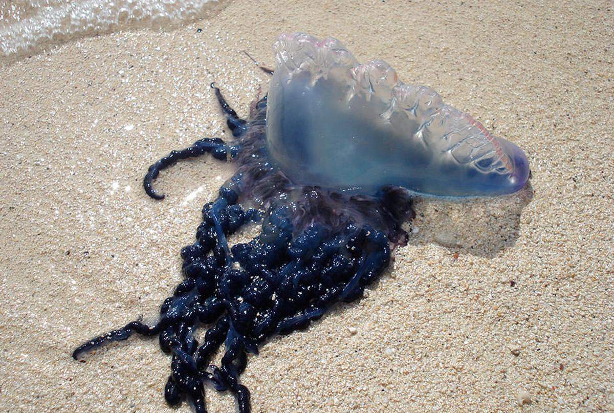 A Portuguese man-of-war