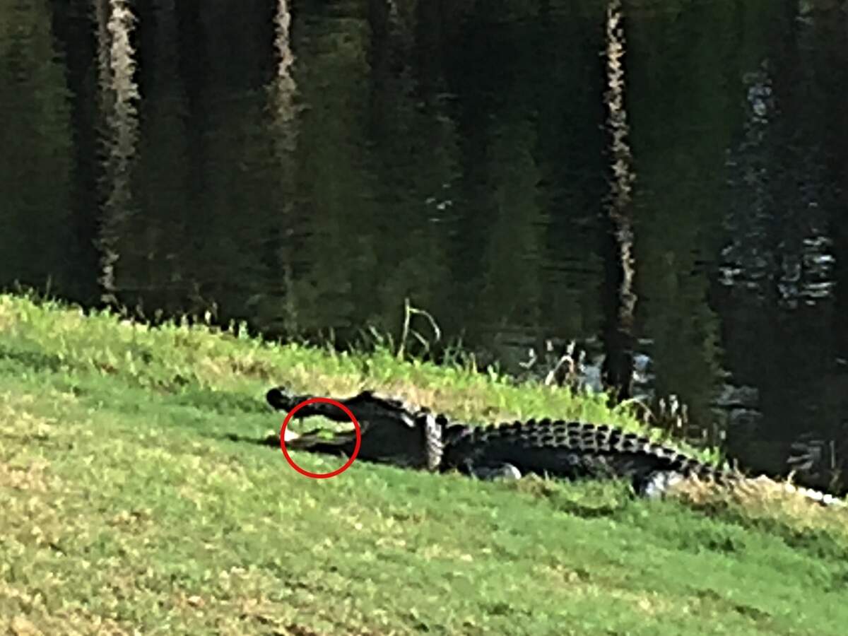 A golf ball ended up in an alligator’s mouth in Palmetto Hall in March 2016. “Looking at the photo I took you can see what looks like a white ball in the front of it’s mouth but that’s not it. That’s a light reflection. My green/yellow ball is sitting 6 inches to the right in the middle of the gators tongue!” golfer George Salemi said.