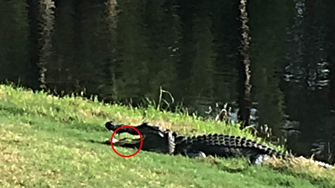 Hilton Head golfer’s shot ended up in an alligator’s mouth. Do you see it?