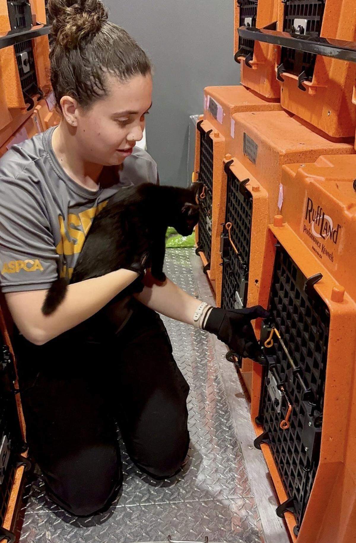 Sixty nine cats were transported from Hilton Head Humane to Ohio in preparation for Hurricane Imelda that was initially anticipated to impact the Lowcountry in September 2025.