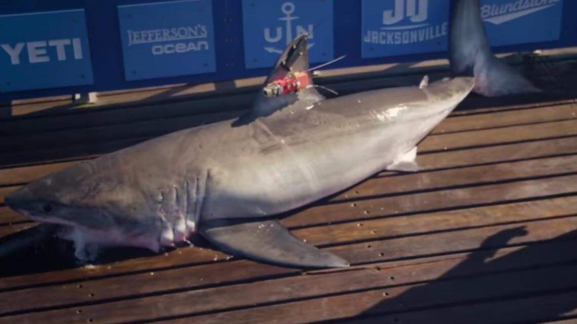 The shark caught and released for research by the nonprofit OCEARCH. University of South Carolina - Beaufort students were part of a May 2022 expedition through OCEARCH.