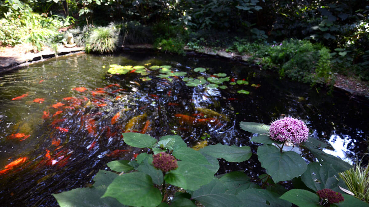 Koi fish swim in a pond shaded by the surrounding plant life May 24 in Linda Peters' garden on Lady's Island. Peters' garden will be featured in the Garden-A-Day tour June 4.