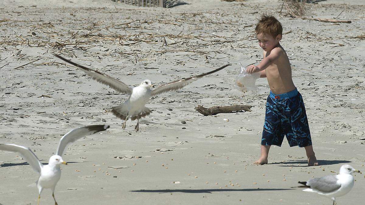 In this photo from 2011, Benjamin Houser, visiting from Alaska with his family, tries to feed the seagulls at Hunting Island State Park.