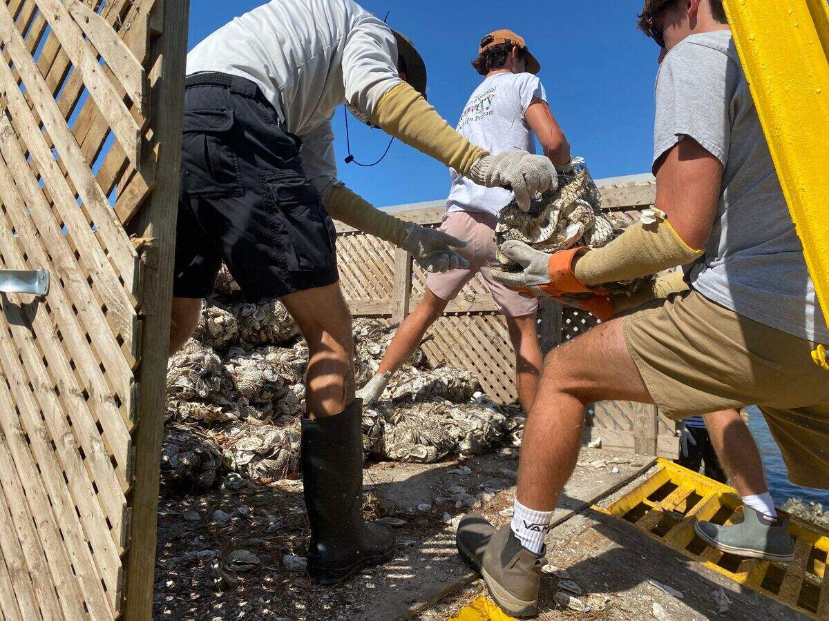 S.C. DNR employees and volunteers help load bags of recycled oysters off a truck on Hilton Head Island.