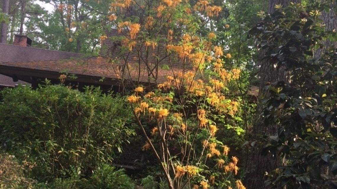 Jukofsky: How to move indoor plants safely to the great outdoors