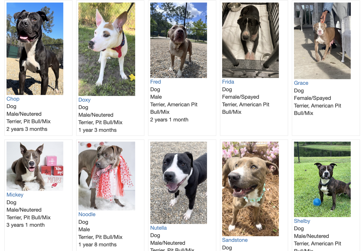 Adoptable pit bulls at the Beaufort County Animal Services shelter in Okatie can be viewed on pitstopdogs.com. The facility is waiving adoption fees and other costs as it grapples with overcrowding.