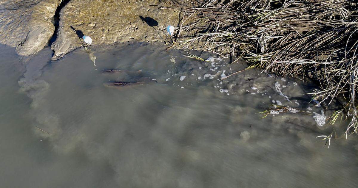 This screen grab from a drone video taken on Oct. 20, 2025, red drum — also known as redfish — feed in the shallow waters near Bluffton’s May River as birds wait for an easy meal.