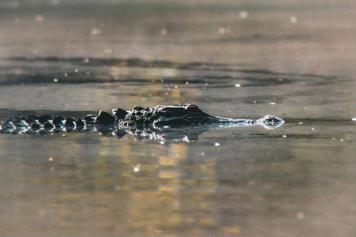 An American alligator like this one cruises the ponds and waterways of the South Tibwin Unit of the Francis Marion National Forest near McClellanville. The conservation area is home to the he South Tibwin Loop Trail, a popular destination for hikers, birders, and mountain bikers seeking views of wildlife an the beauty of the Lowcountry landscape.