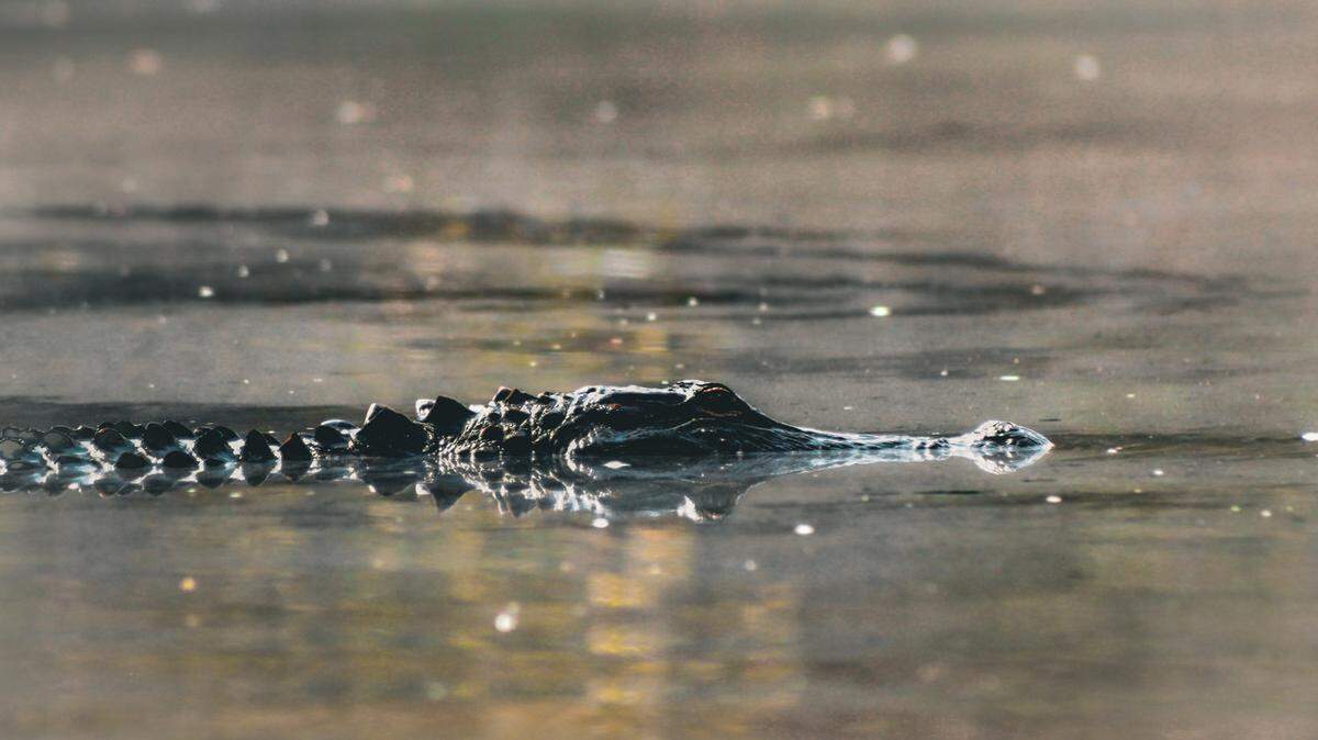 Wondering how the SC alligators are handling the snow? Here’s what happens.