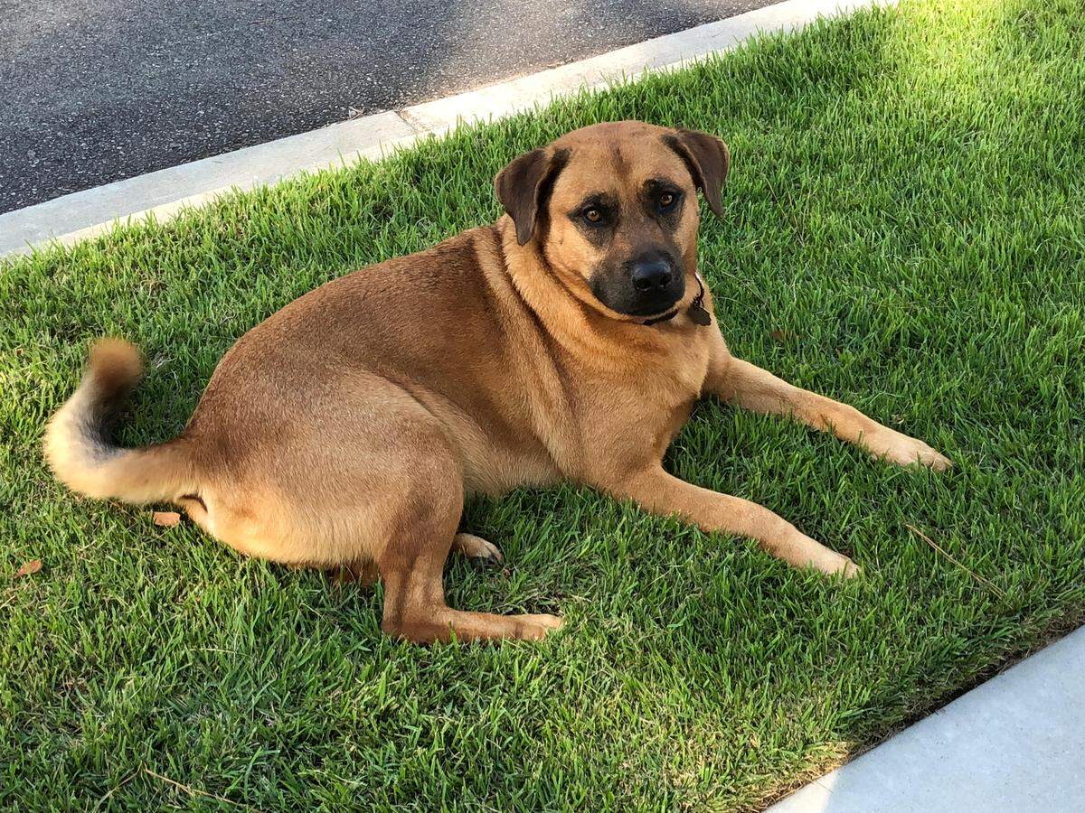 Curly, a 4-year-old Labrador Chow mix