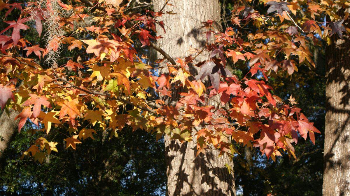 The branches of Jean Tanner’s sweetgum tree.