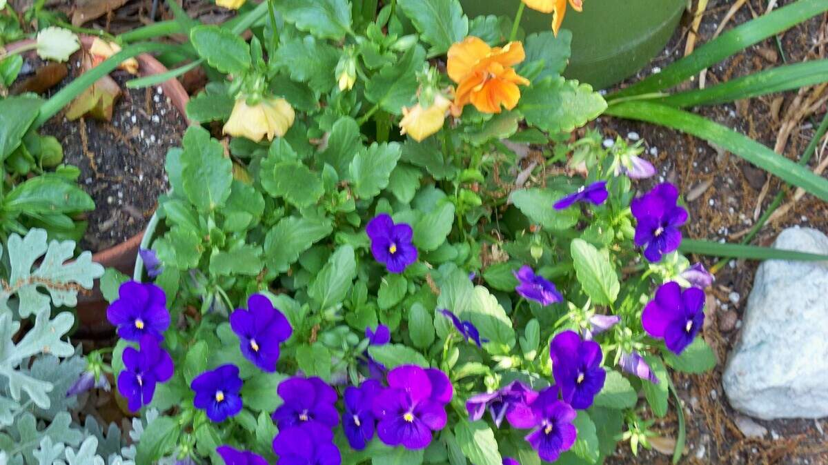 Good bye pansies say hello with new blooms.