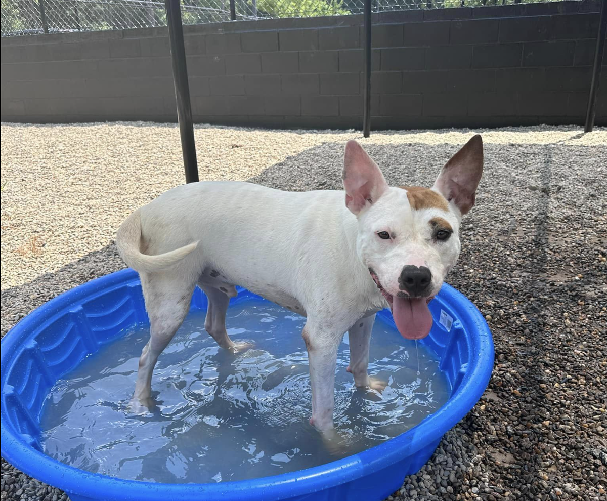 Doxy, an adoptable year-old pit bull mix, beats the South Carolina heat at the Beaufort County Animal Services shelter in Okatie, where he has stayed since February 2024.