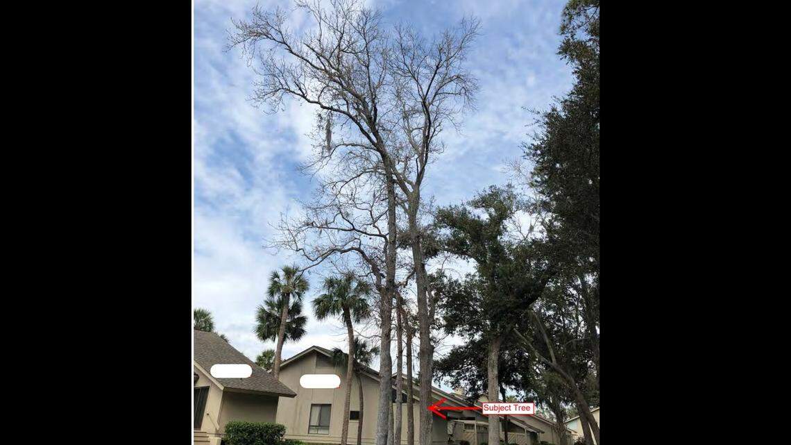 Sea Pines resident to Hilton Head government: Let me cut down this dangerous tree!