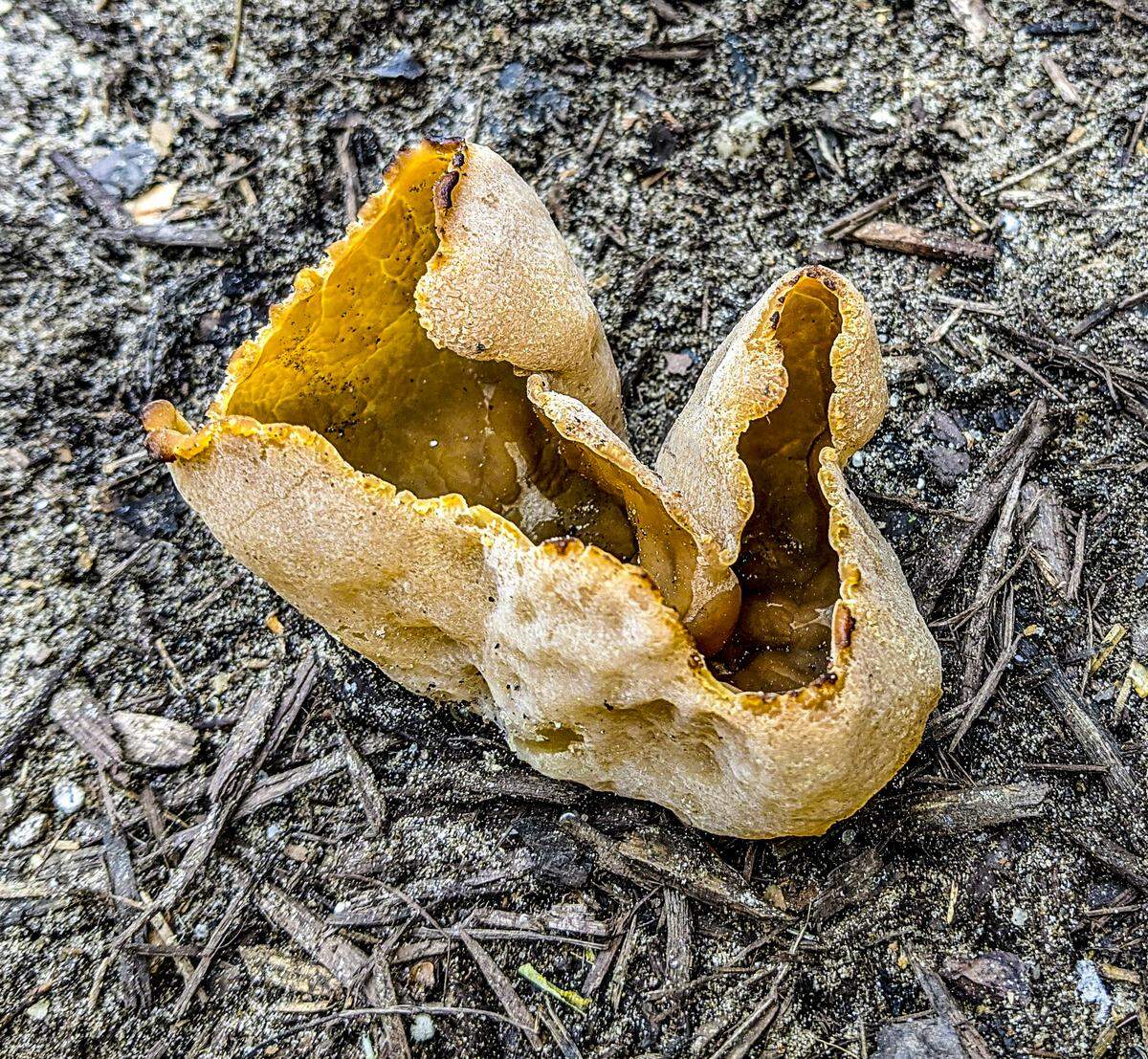 Cup fungi have an irregular, cup-like shape.