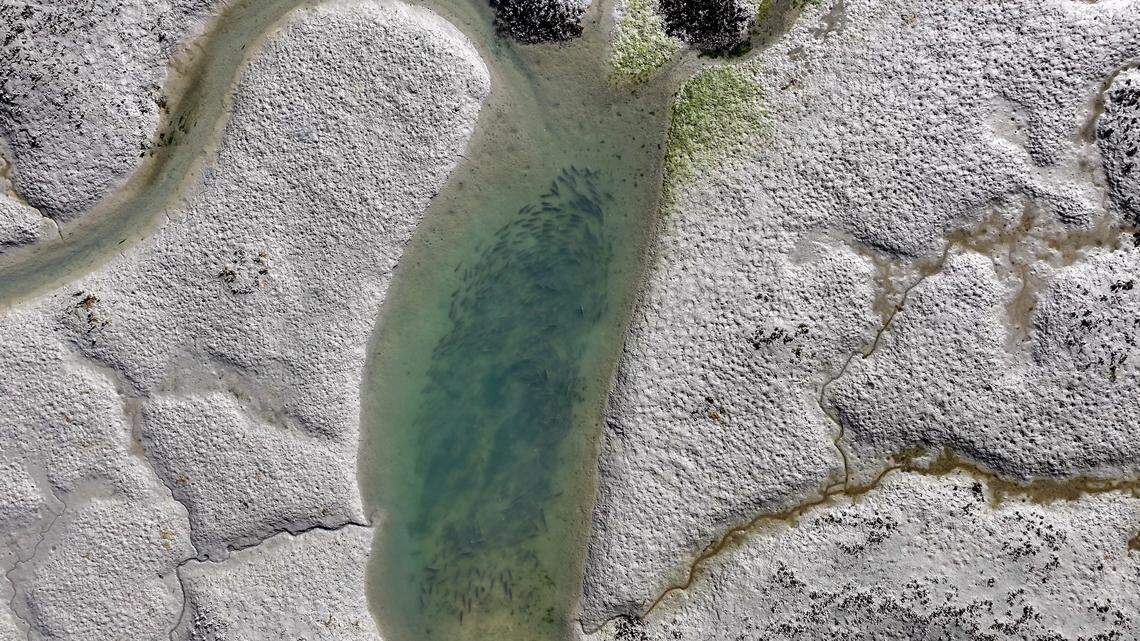 Birds-eye view of giant redfish school near Hilton Head is eye-opener. ‘It’s like, wow’