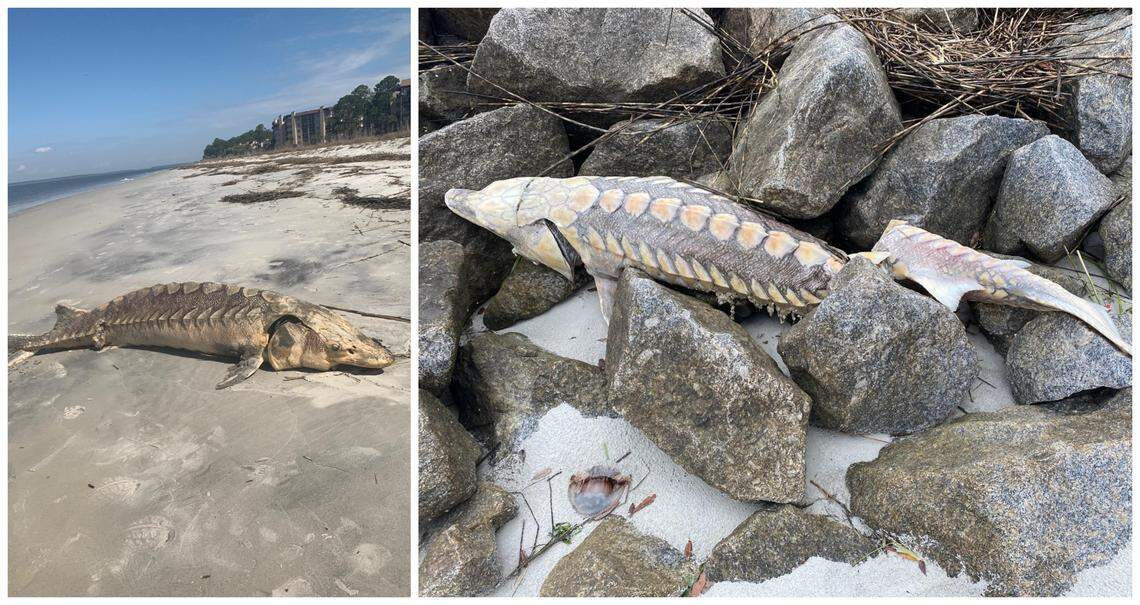 Two Atlantic sturgeon found on Hilton Head Island in 2020. On left, a large sturgeon found on south beach on March 12. On right, a smaller sturgeon found near the entrance to Baynard Cove Creek in Sea Pines.