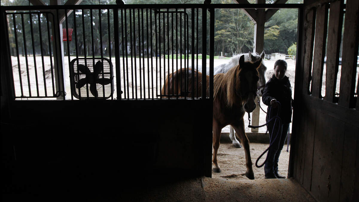 Trisha Loomis, barn manager at Camelot Farms, leads a horse in to the feeding stable from the field pen while at Camelot Farms on Dec. 30, 2014.  Three horses at Camelot Farms on St. Helena Island have died in recent weeks, and another is critically ill. The owners, Mark and Anne Kennedy, have been trying to figure out what is mysteriously killing the horses. The horse feed has been sent to a lab at Michigan State, which found that the feed was contaminated. Waiting on the official report to come back from the vet.