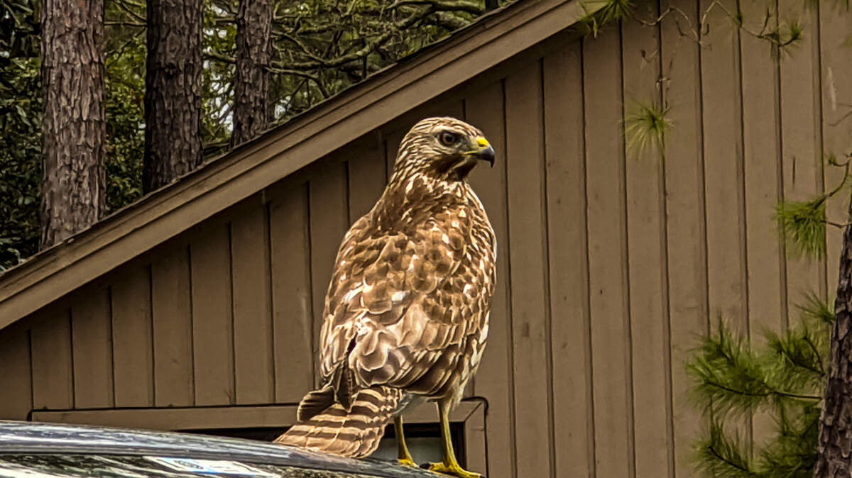 A Red-shouldered Hawk perches on a car as it surveys a lagoon in a Hilton Head Island neighborhood.