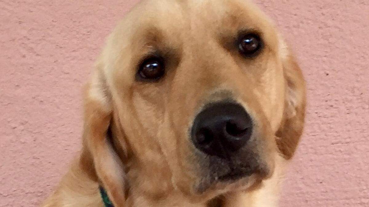 Adobe, the new service dog from Canine Companions serving clients of Hopeful Horizons in the Lowcountry.