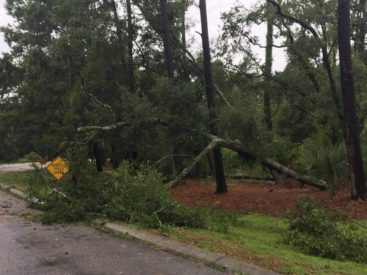 Tree down at Sea Pines on Hilton Head Island.