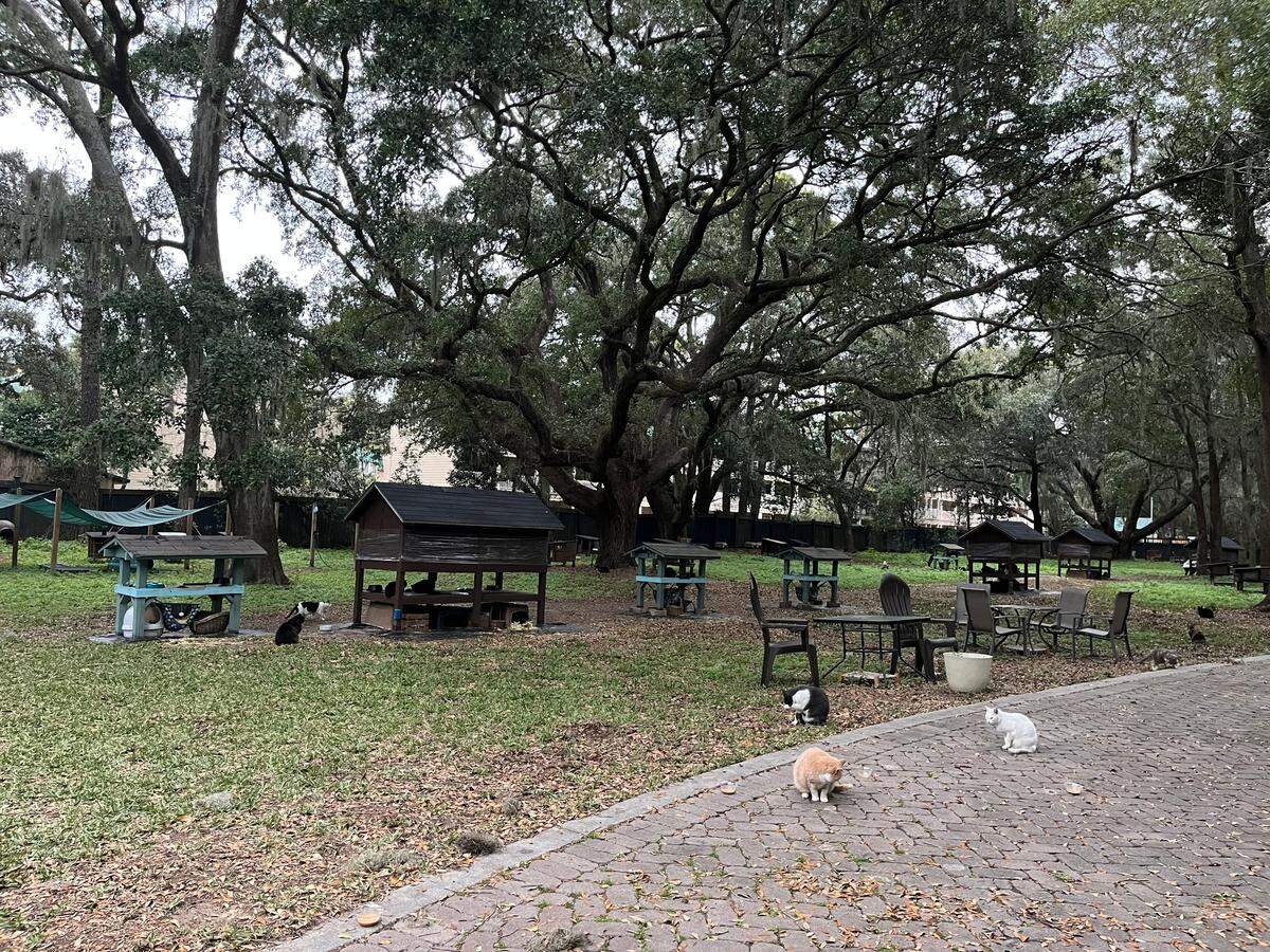 All About Cats sanctuary in Hilton Head Island