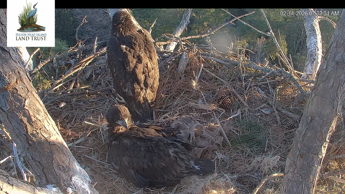 Hilton Head’s eaglets reach the 7-week mark. How much longer until they fly?