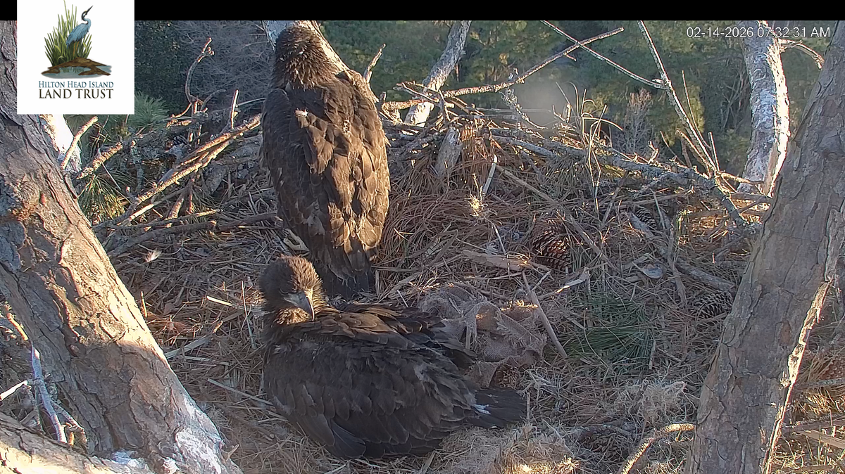 Gracie and George’s eaglets are now about 7 weeks old, marking the halfway point to fledging the nest and entering a rapid growth phase.