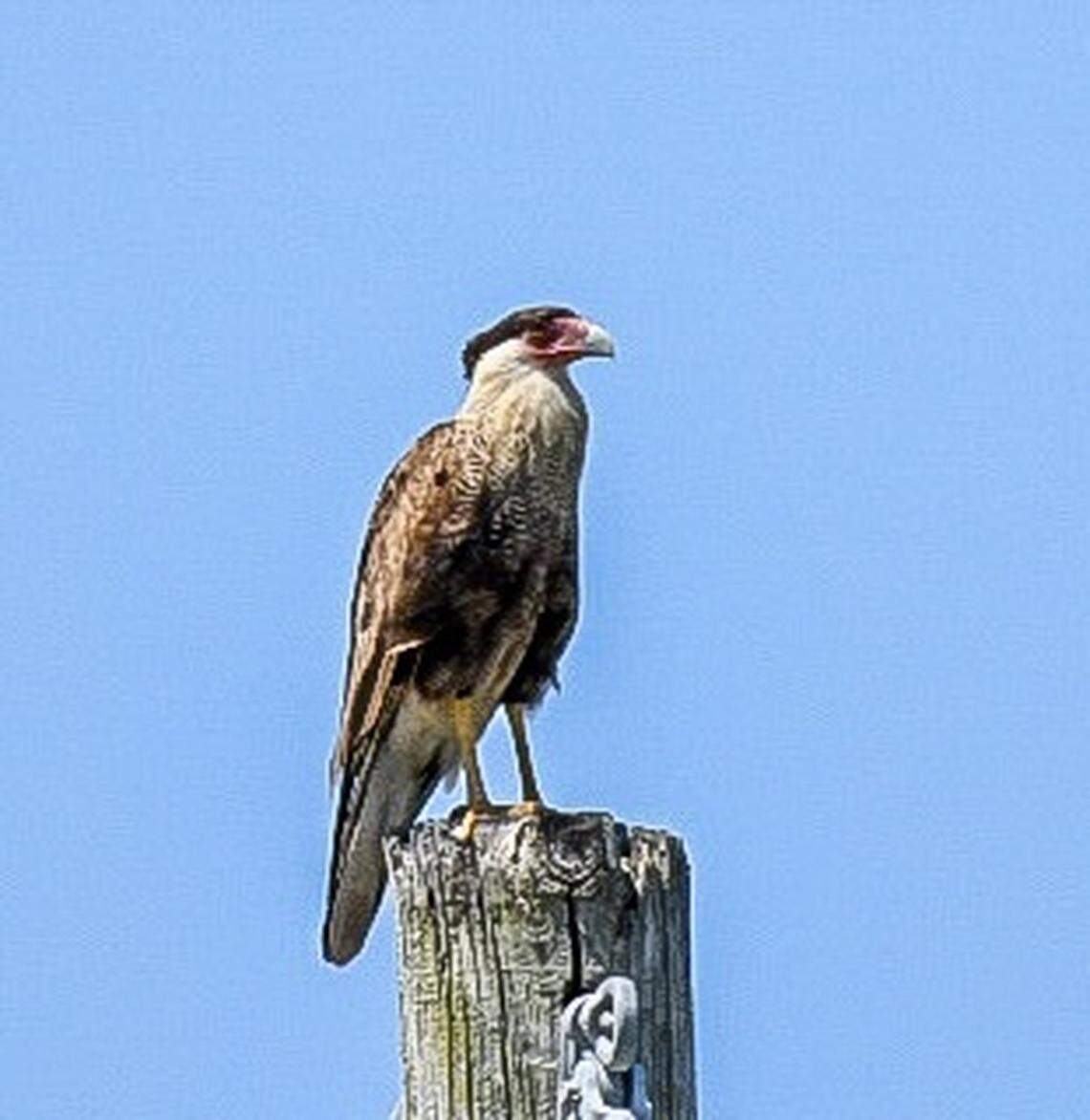 The Crested Caracara is known for its long legs and distinctive colors. This one was perched on a power pole on Harbor Island.