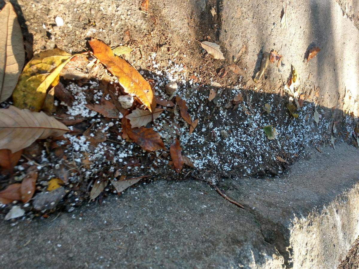 Foam from a construction site litters a storm gutter in Beaufort in December.