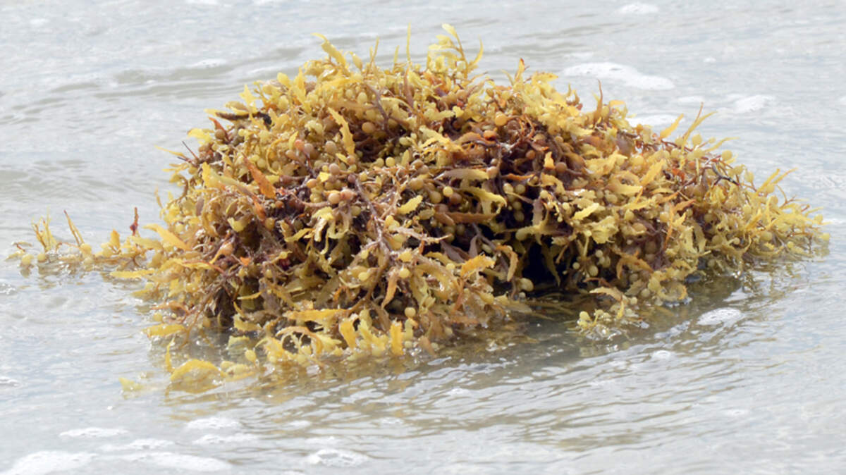 Another glob of sargassum washes up on the shore of Hilton Head Island at high tide on Friday.