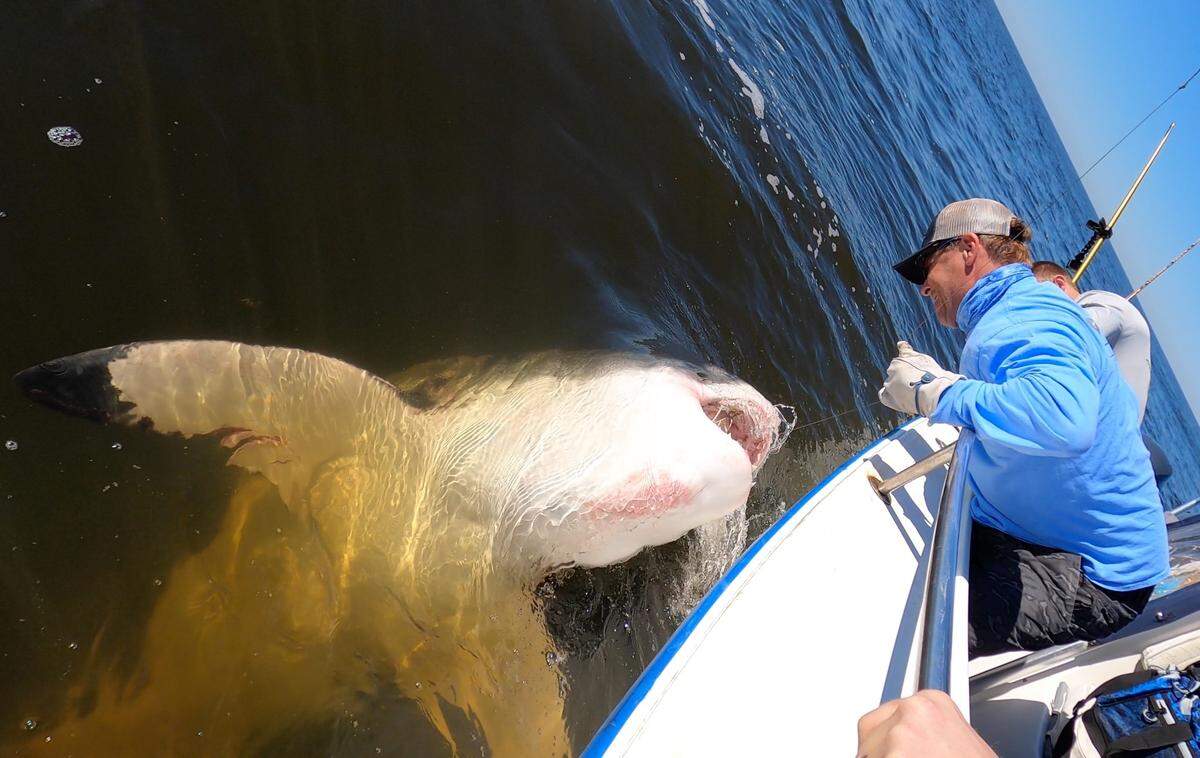 A massive great white shark is caught, tagged and released by Chip Michalove of Outcast Sport Fishing on Hilton Head.
