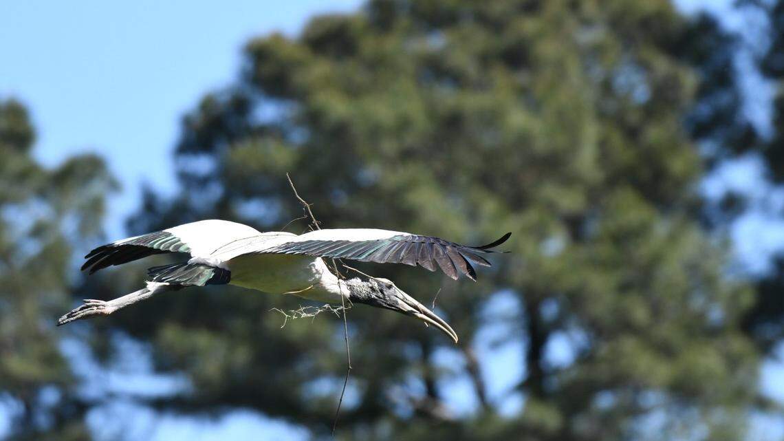 Prehistoric-looking bird is nesting in this Lowcountry sanctuary. ‘They dwarf an eagle’