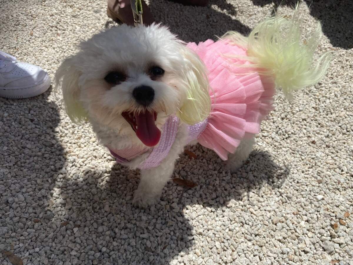 Sailleor shows off a pink tutu and green-tinged ears during the Ugly Dog Contest at Bluffton Mayest on Saturday, May 7, 2022.
