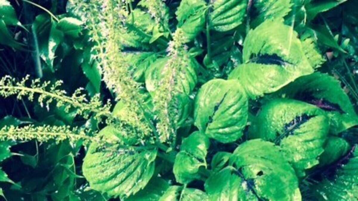 I think this "volunteer plant" is a coleus variety.   Do you know?