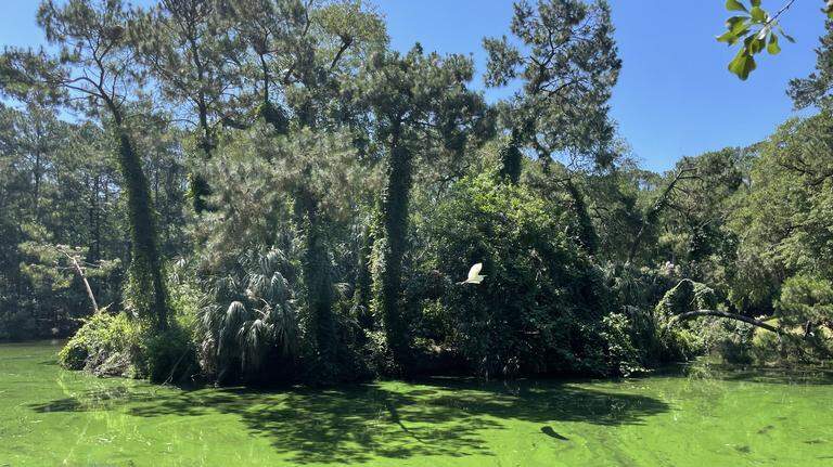 A secret bird paradise vs. new townhomes on Hilton Head: Can both exist?