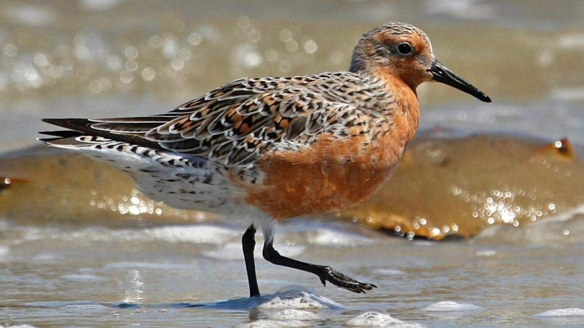 Declining bird populations rely on Beaufort Co. beaches. Here’s how you can help them