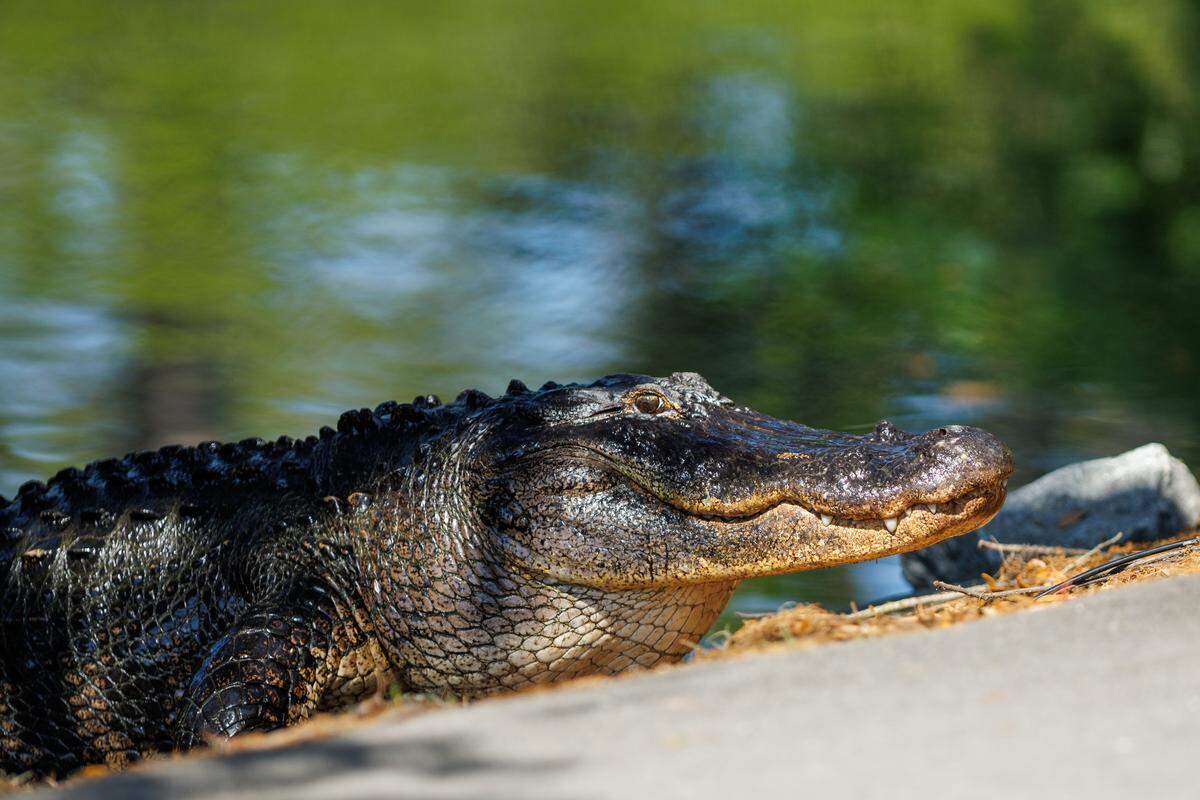 An alligator basks in the sun on the 13th hole during the first round of the RBC Heritage Presented by Boeing at Harbour Town Golf Links on Thursday, April 16, 2026, in Sea Pines on Hilton Head Island.